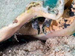 the conch by Terry Eames 